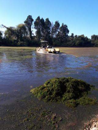 Weed Harvester working on Awatapu Lagoon