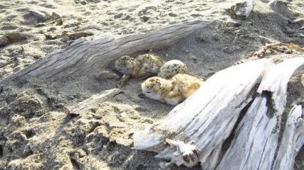 New Zealand Dotterel nest