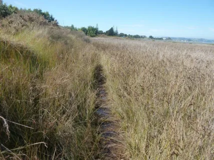 The current path through Ōhiwa Harbour