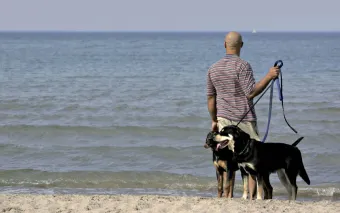 Dogs at the beach on leads.