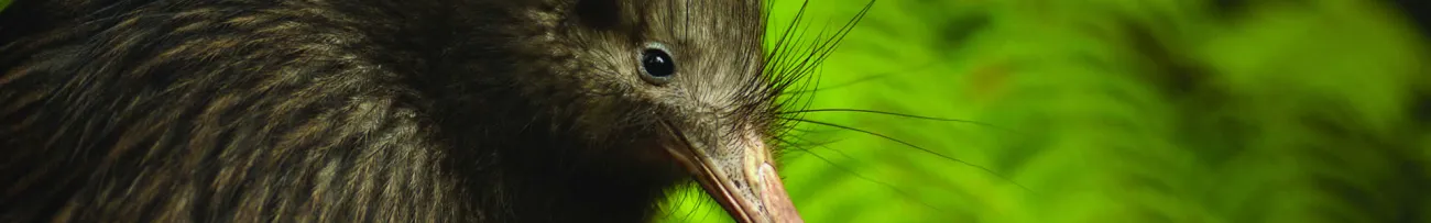 Kiwi chick header