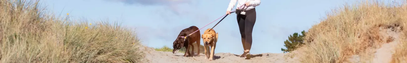 Dogs on lead at the beach