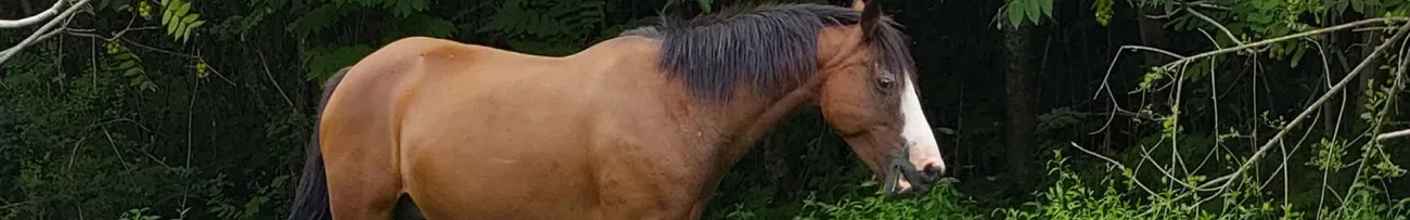 Roaming horse