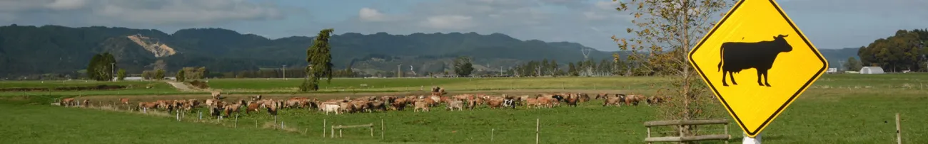 Cow sign and field