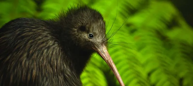 Kiwi chick teaser