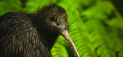 Kiwi chick teaser