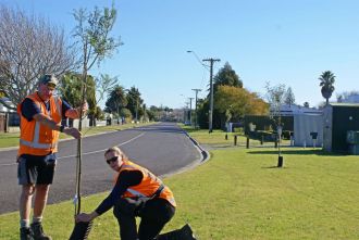 Whakatāne District Council arborists Malcom Lowe and Bobbianne Hughes putting the finishing touches on the newly planted kōwhai trees.